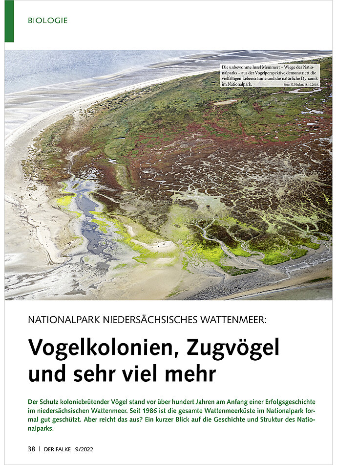 NATIONALPARK NIEDERSCHSISCHES WATTENMEER: VOGELKOLONIEN ZUG VGEL UND SEHR VIEL MEHR