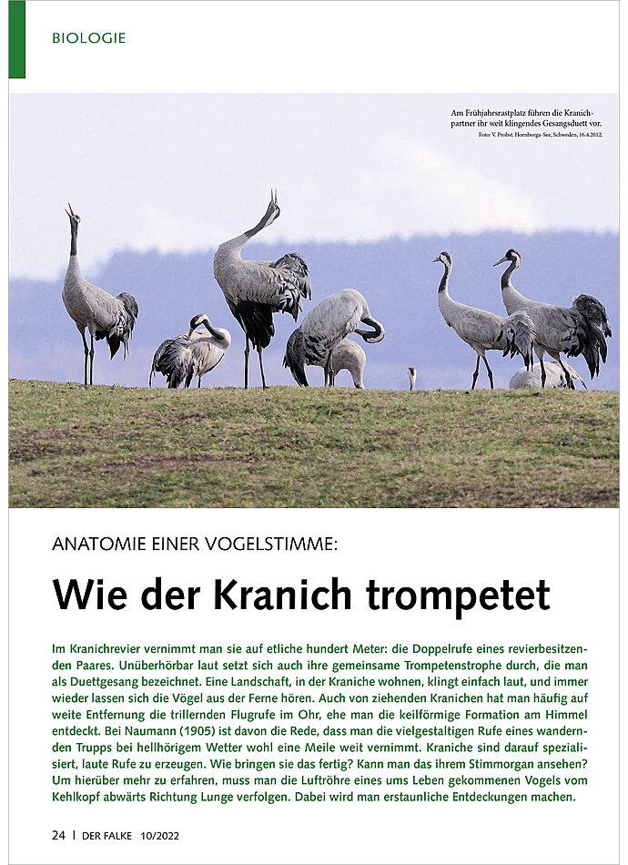 ANATOMIE EINER VOGELSTIMME: WIE DER KRANICH TROMPETET