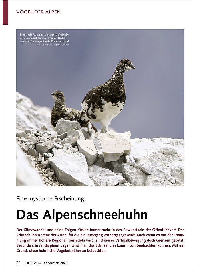 EINE MYSTISCHE ERSCHEINUNG: DAS ALPENSCHNEEHUHN