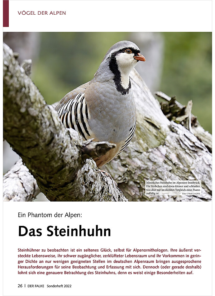 EIN PHANTOM DER ALPEN: DAS STEINHUHN