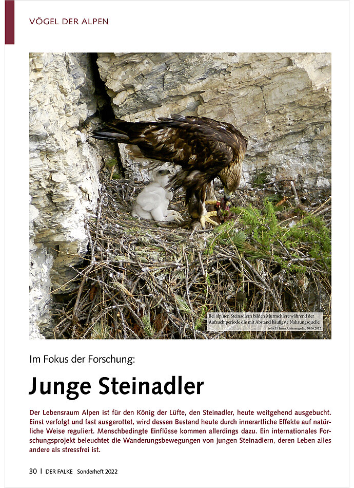 IM FOKUS DER FORSCHUNG: JUNGE STEINADLER