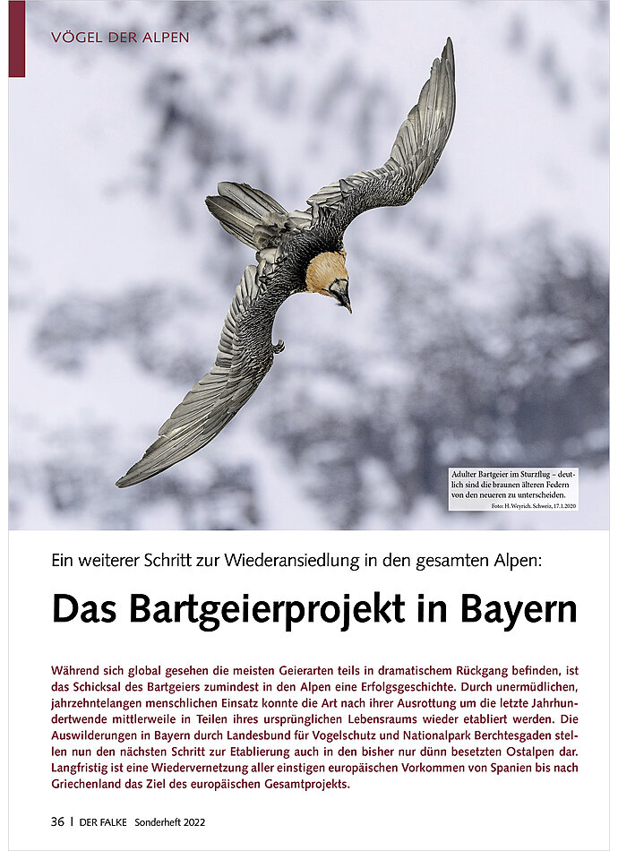 Auf diesem Bild sehen Sie das Produktbild 1 fr EIN WEITERER SCHRITT ZUR WIEDE RANSIEDLUNG IN DEN ALPEN DAS BARTGEIERPROHEKT IN BAYERN