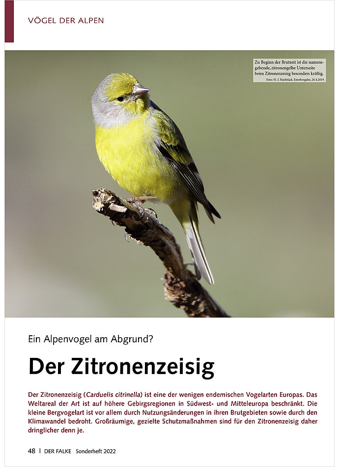 EIN ALPENVOGEL AM ABGRUND? DER ZITRONENZEISIG