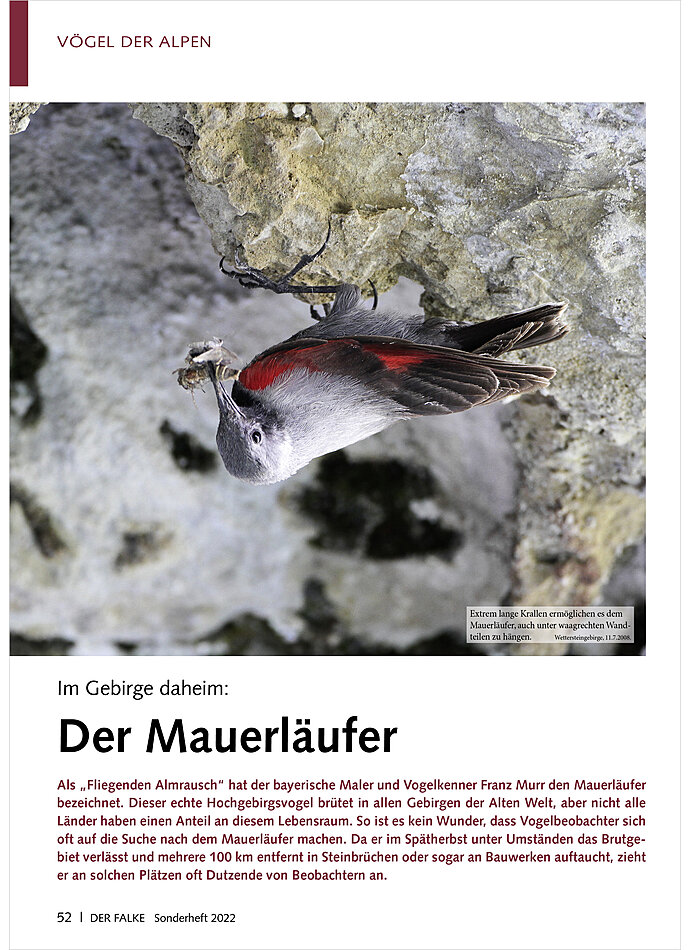 IM GEBIRGE DAHEIM: DER MAUER LUFER