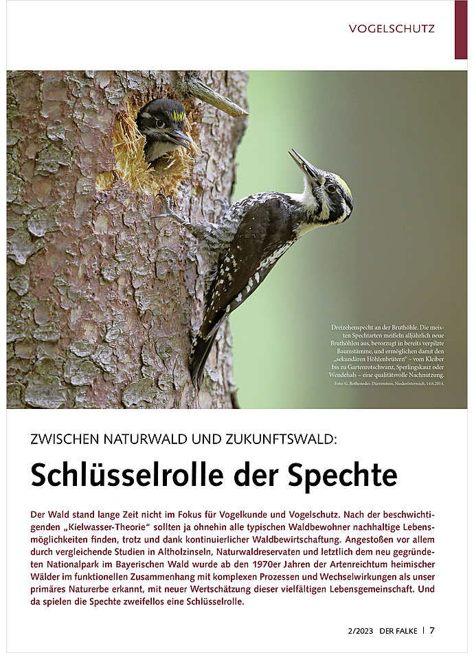 ZWISCHEN NATURWALD UND ZUKUNFT SWALD: SCHLSSERROLLE DER SPECHTE