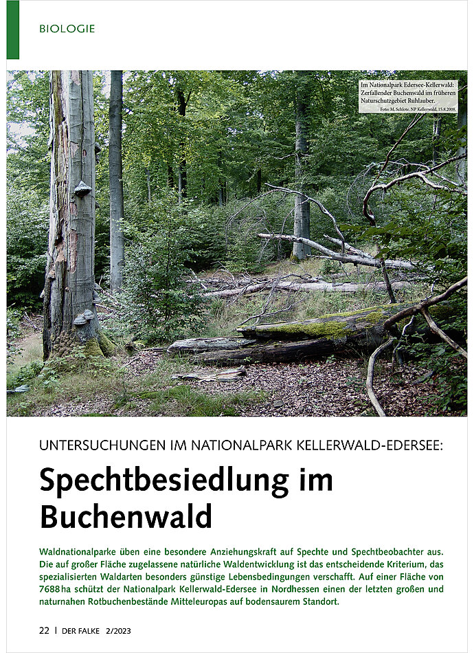 UNTERSUCHUNGEN IM NATIONALPARK KELLERWALD-EDERSEE: SPECHTBE SIEDLING IM BUCHENWALD