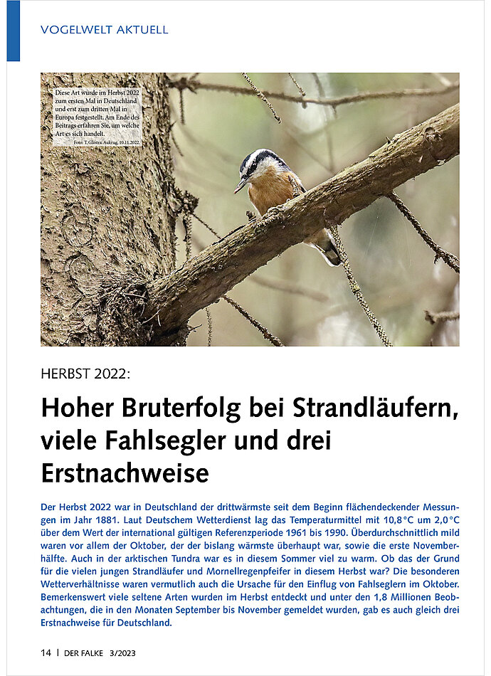 HERBST 2022: HOHER BRUTERFOLG BEI STRANDLUFERN, VIELE FAHL SEGLER UND DREI ERSTNACHWEISE