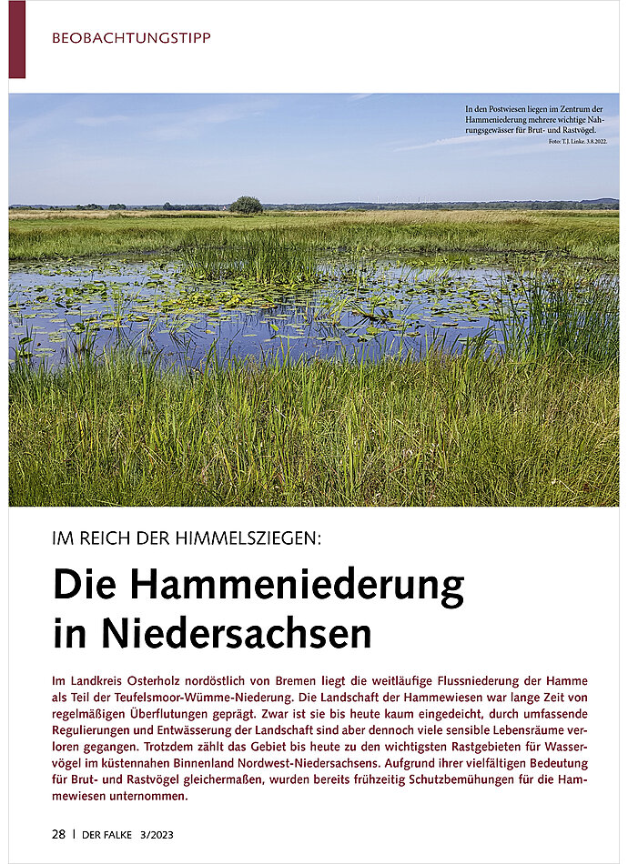 IM REICH DER HIMMELSZIEGEN: DIE HAMMENIEDERUNG IN NIEDER SACHSEN