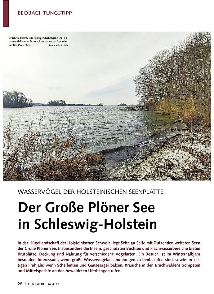 WASSERVGEL DER HOLSTEINISCHEN SEENPLATTE: DER GROSSE PLNER SEE IN SCHLESWIG-HOLSTEIN