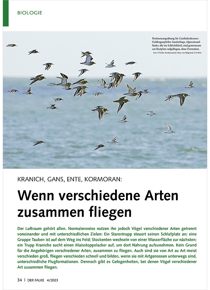 KRANICH, GANS, ENTE, KORMORAN: WENN VERSCHIEDENE ARTEN ZU SAMMEN FLIEGEN