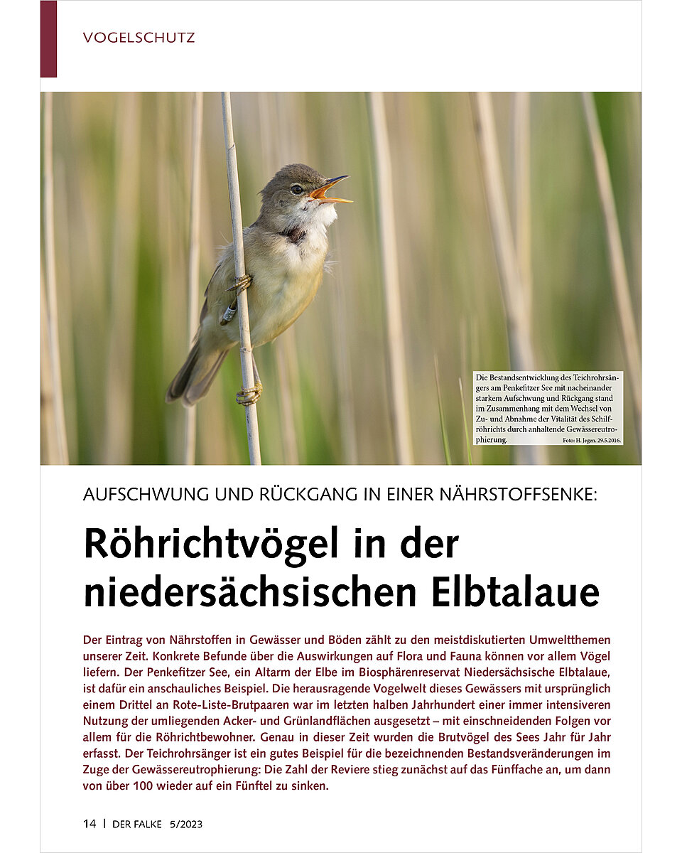 Auf diesem Bild sehen Sie das Produktbild 1 fr AUFSCHWUNG UND RCKGANG RHRICHTVGEL IN DER NIEDER SCHSISCHEN ELBTALAUE
