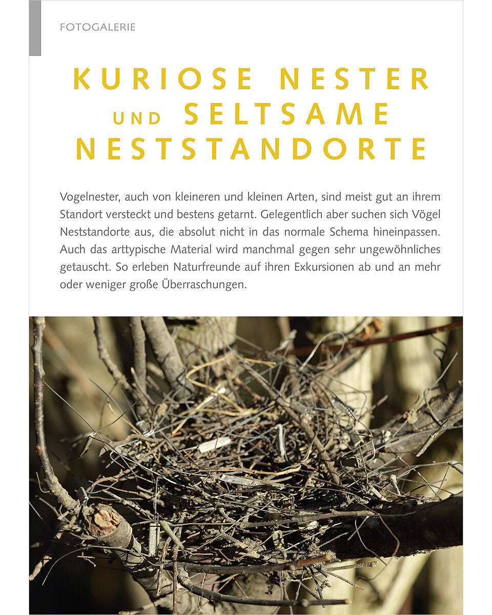 KURIOSE NESTER UND NESTSTAND ORTE