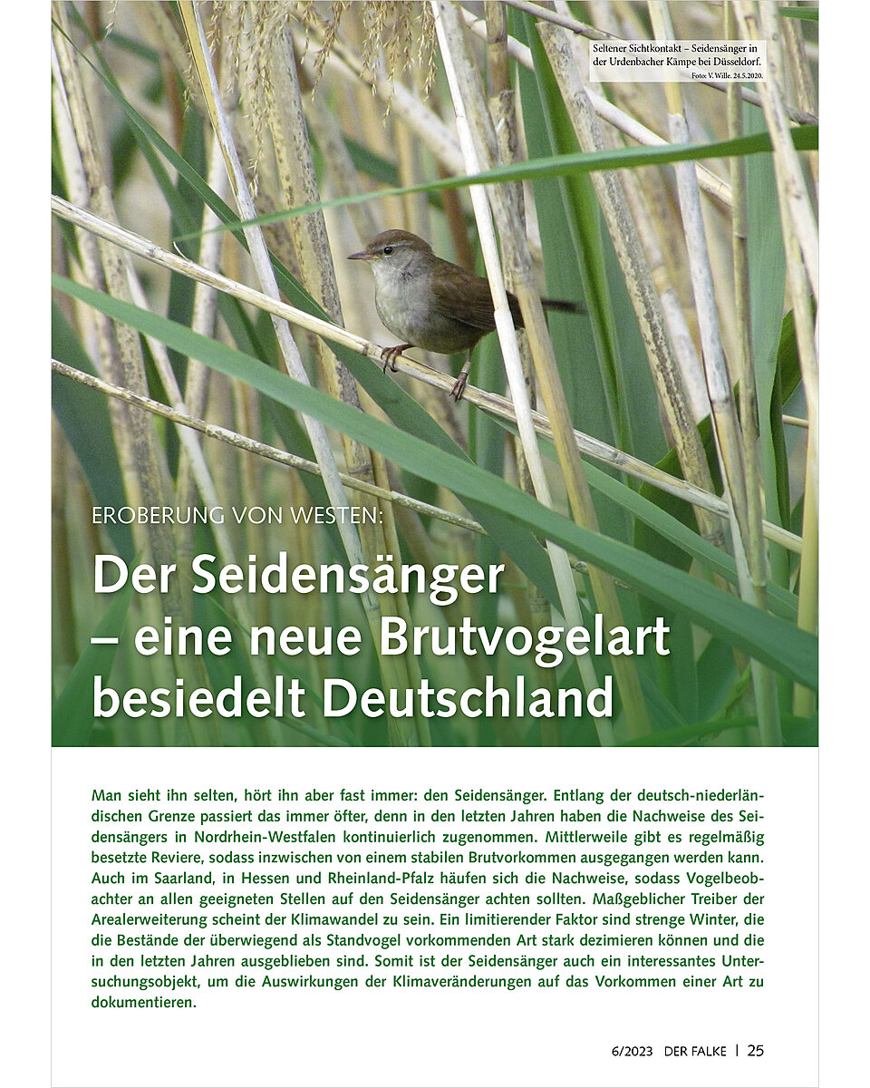 EROBERUNG VON WESTEN DER SEIDE NSNGER EINE NEUE BRUTVOGELART BESIEDELT DEUTSCHLAND