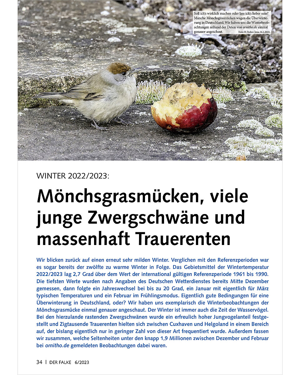 VOGELWELT AKTUELL WINTER 2022/ 2023 MNCHSGRASMCKEN, VIELE ZWERGSCHWNE UND TRAUERENTEN