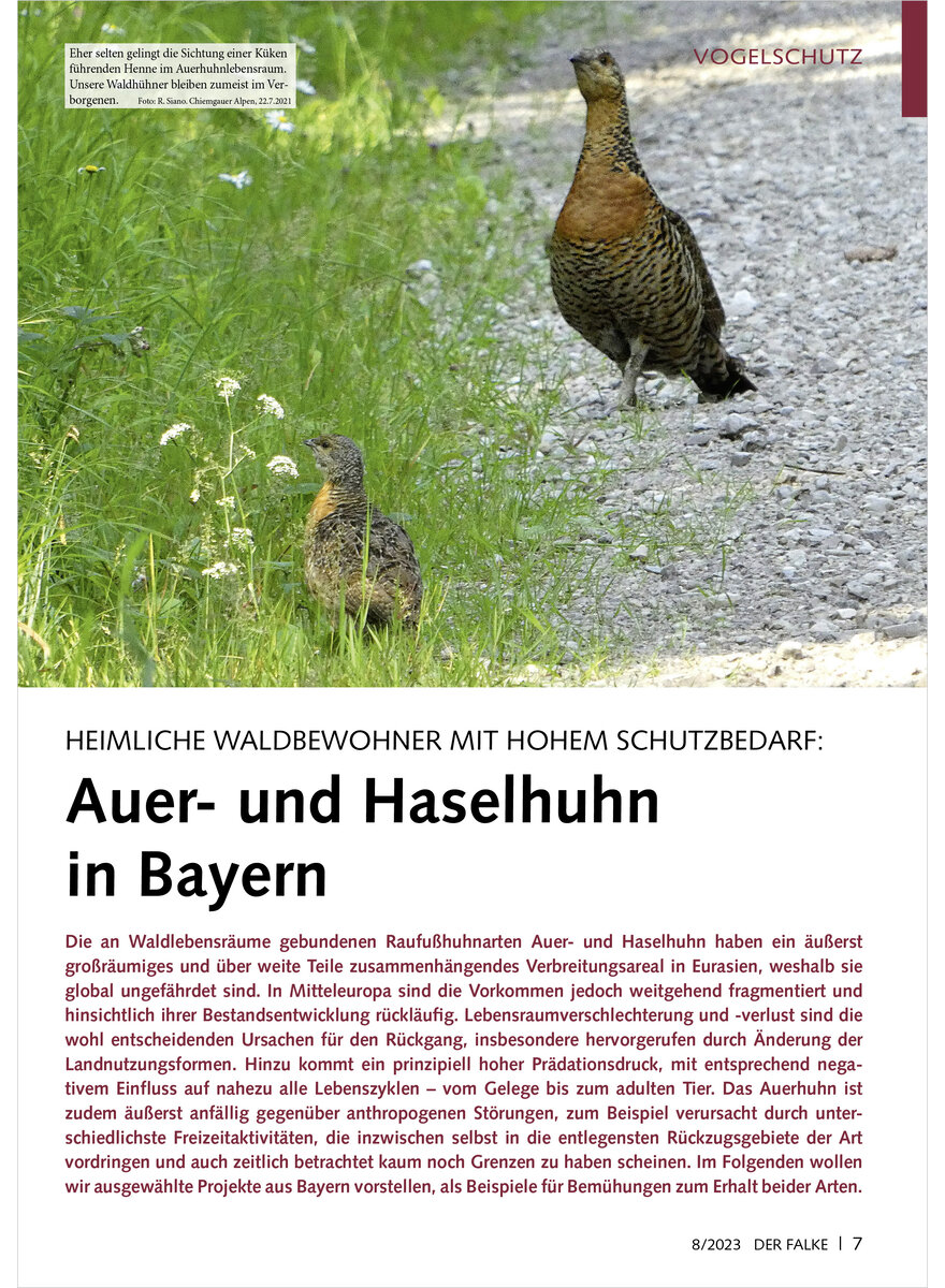 HEIMLICHE WALDBEWOHNER MIT HOHEM SCHUTZBEDARF AUER- UND HASELHUHN IN BAYERN