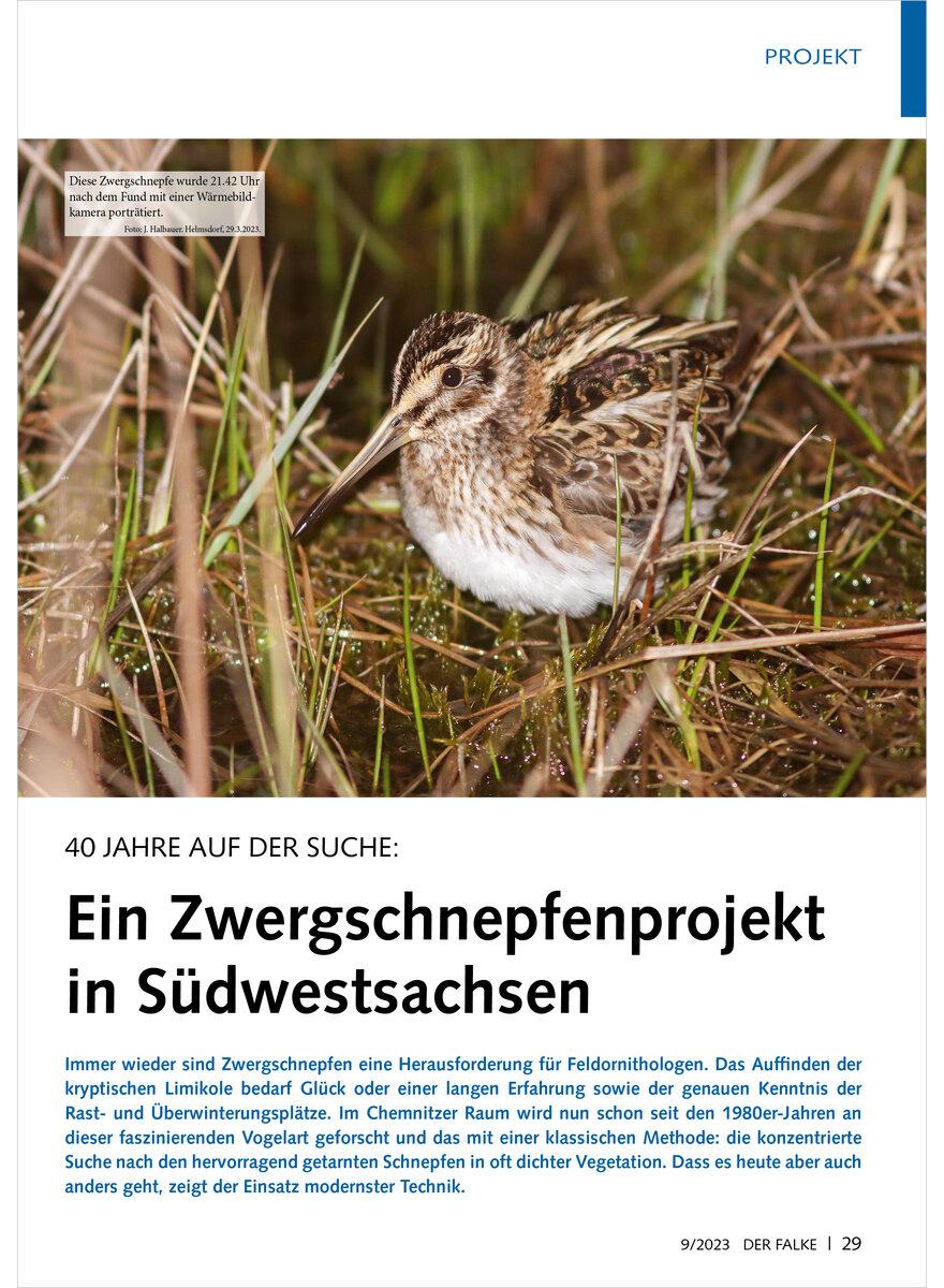 40 JAHRE AUF DER SUCHE EIN ZWERGSCHNEPFENPROJEKT IN SDWESTSACHSEN