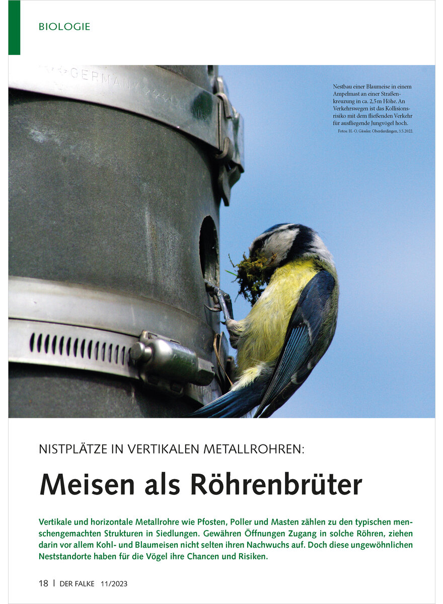 NISTPLTZE IN VERTIKALEN METALLROHREN MEISEN ALS RHRENBRTER