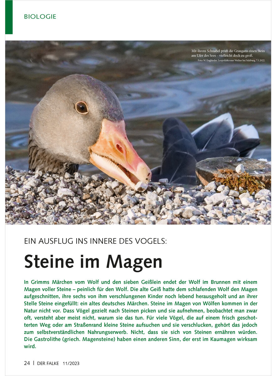 EIN AUSFLUG INS INNERE DES VOGELS STEINE IM MAGEN