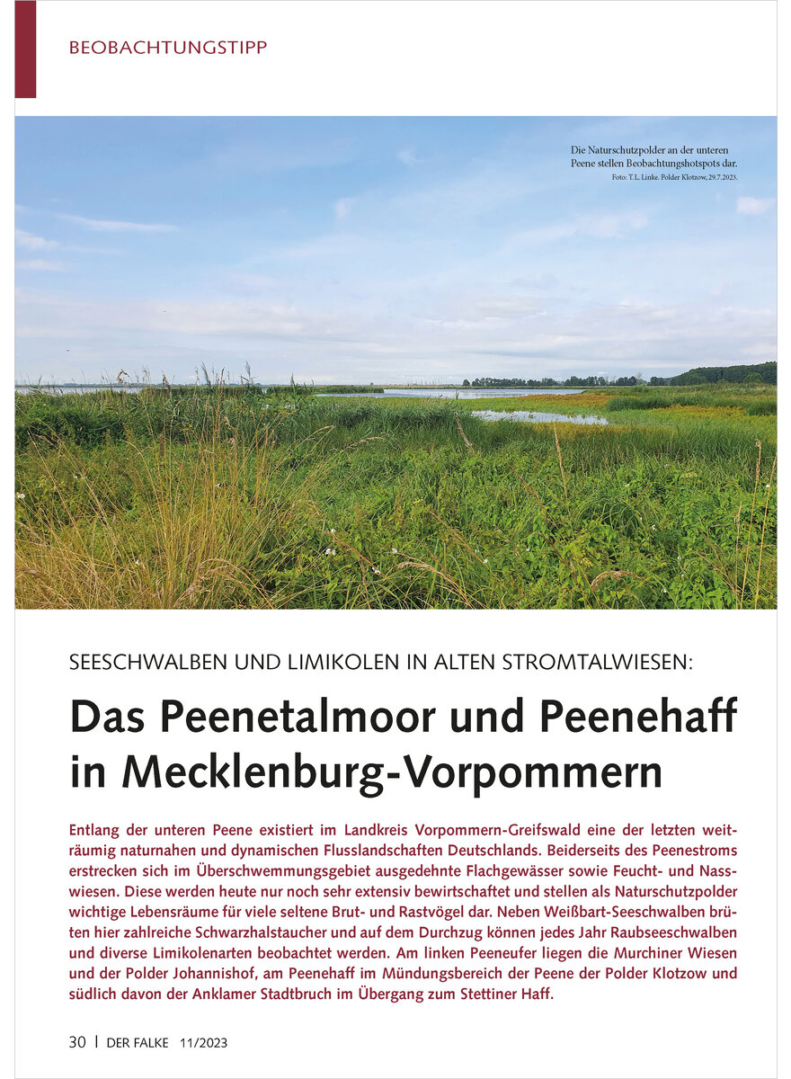 SEESCHWALBEN UND LIMIKOLEN IN ALTEN STROMTALWIESEN PEENETAL MOOR UND PEENEHAFF