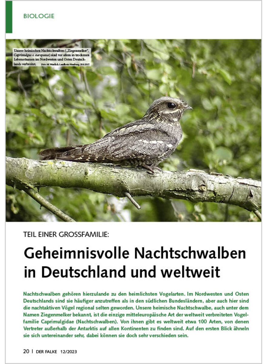 TEIL EINER GROSSFAMILIE GEHEIM NISVOLLE NACHTSCHWALBEN IN DEUTSCHLAND UND WELTWEIT