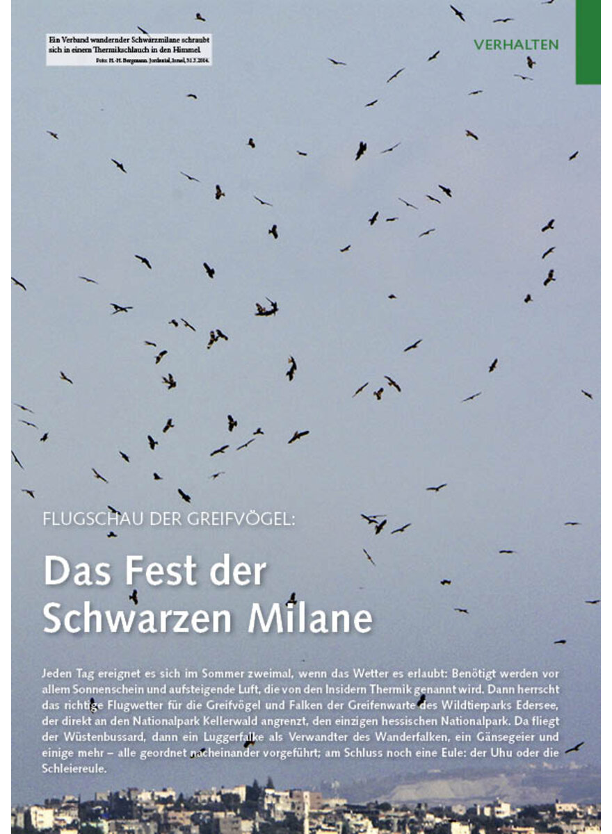 FLUGSCHAU DER GREIFVGEL DAS FEST DER SCHWARZEN MILANE