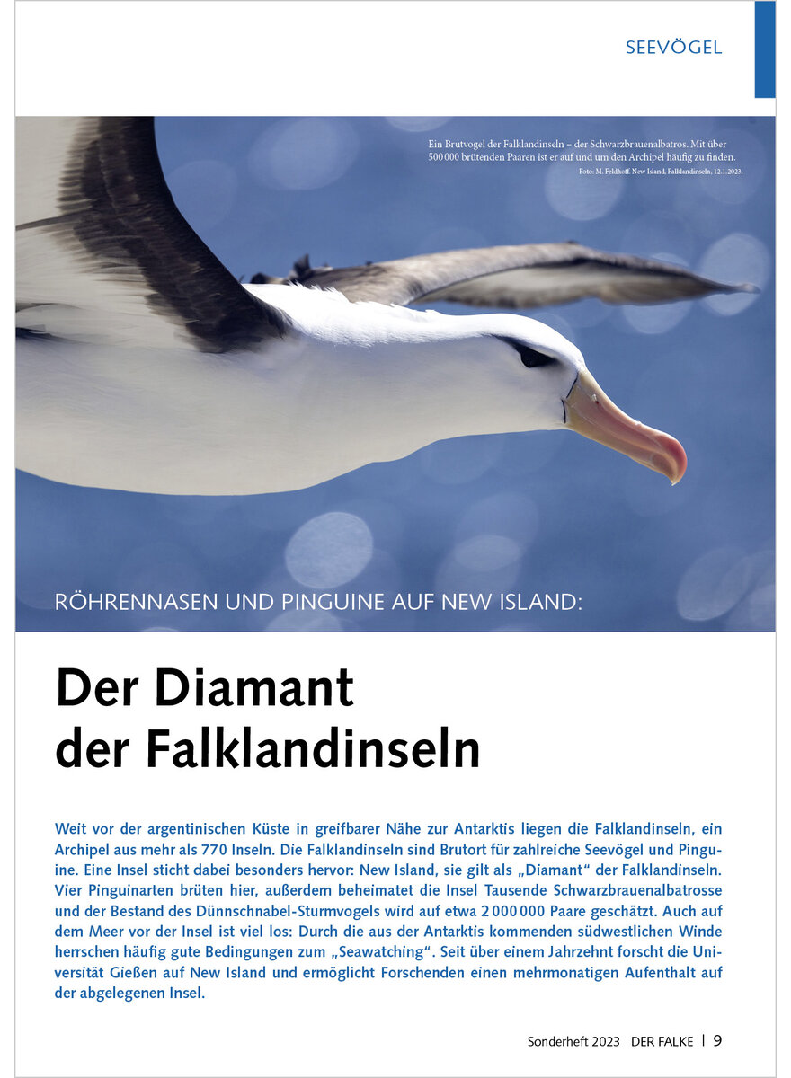 RHRENNASEN UND PINGUINE AUF NEW ISLAND DER DIAMANT DER FALKLANDINSELN