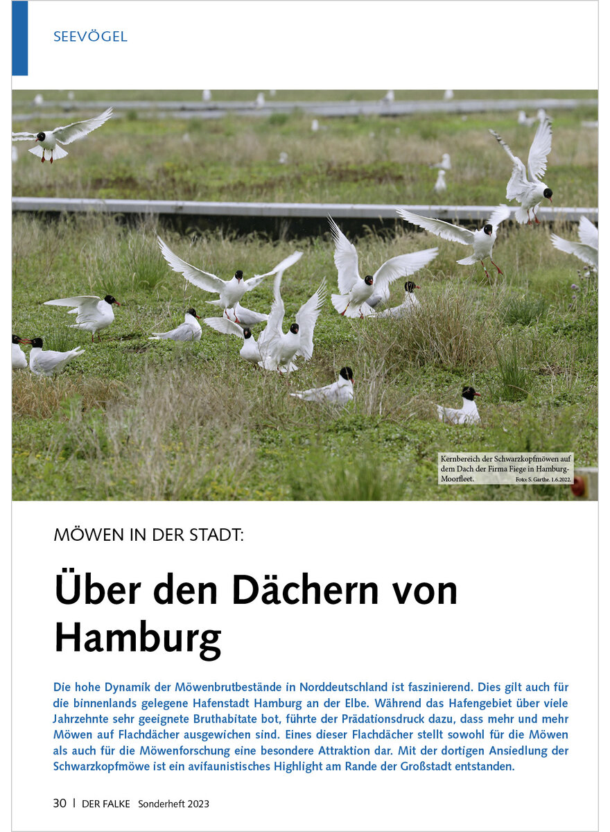 MWEN IN DER STADT BER DEN DCHERN VON HAMBURG