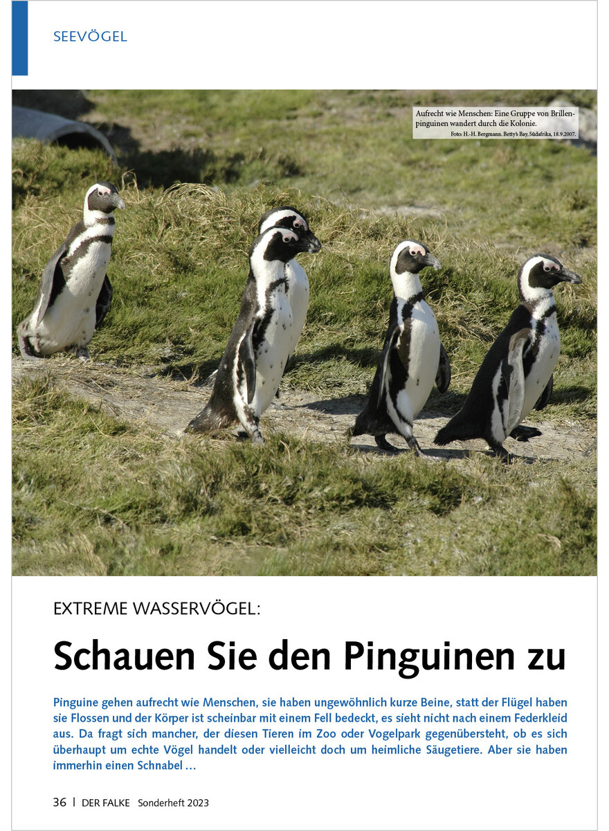 EXTREME WASSERVGEL SCHAUEN SIE DEN PINGUINEN ZU