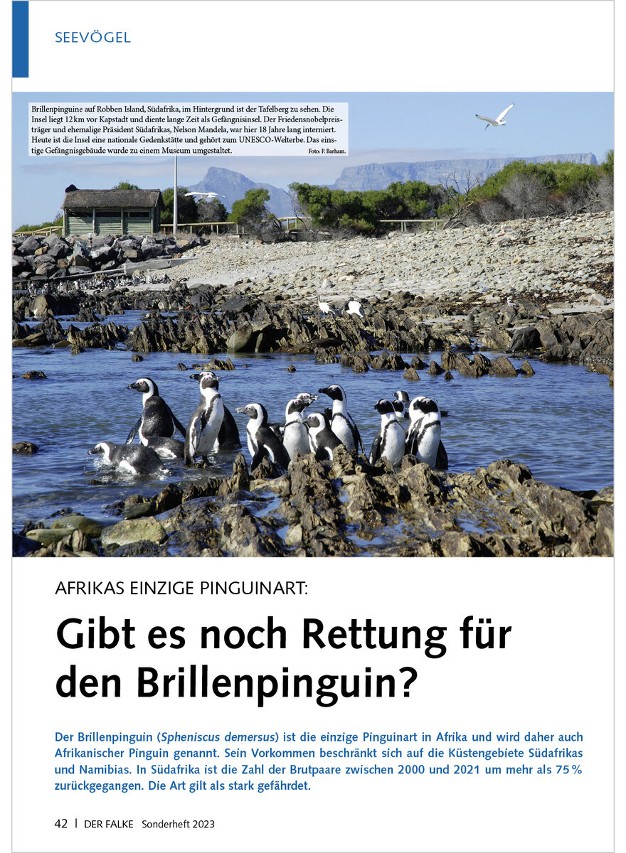 AFRIKAS EINZIGE PINGUINART GIBT ES NOCH RETTUNG FR DEN BRILLENPINGUIN