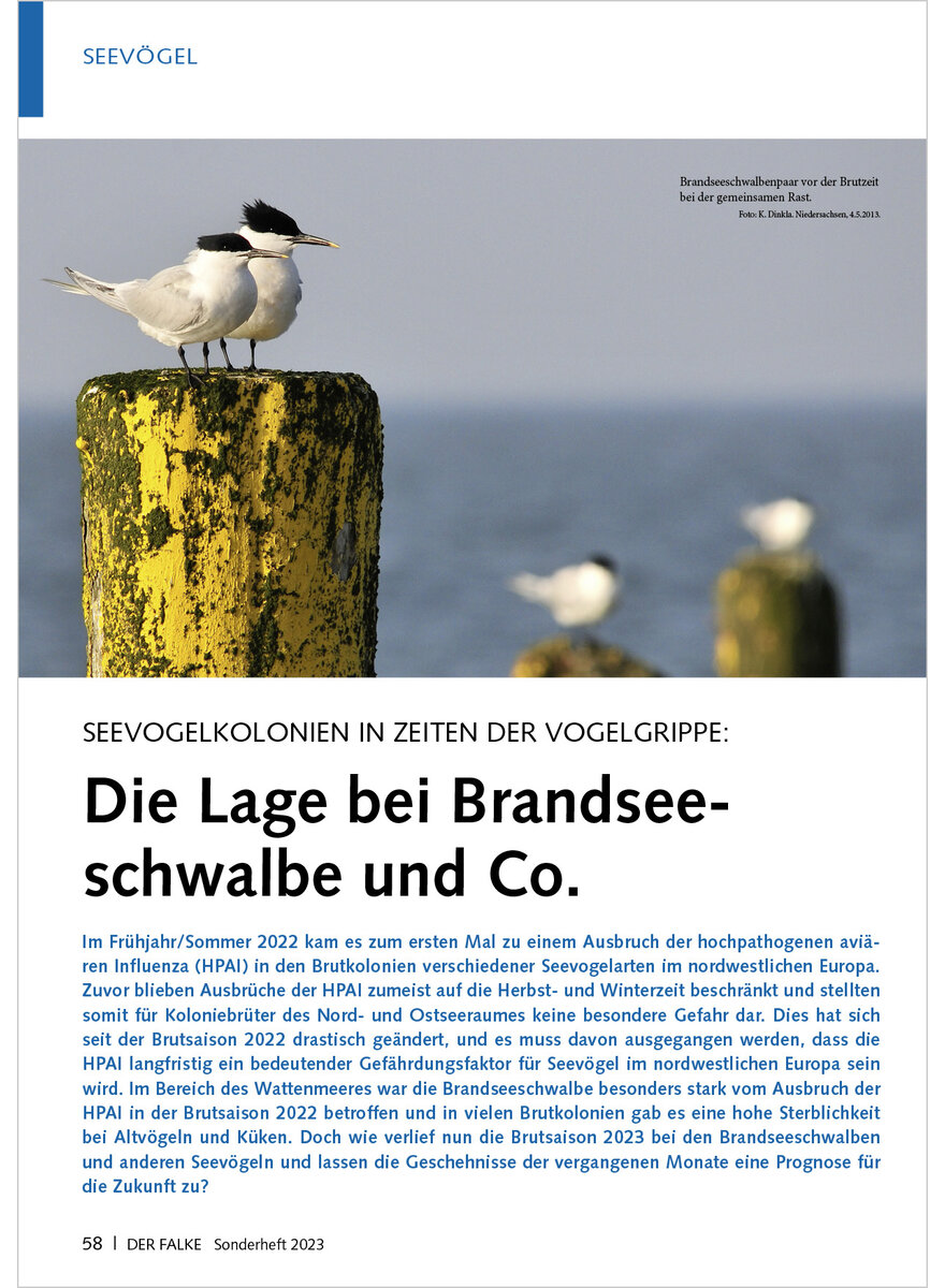 SEEVOGELKOLONIEN IN ZEITEN DER VOGELGRIPPE DIE LAGE BEI BRAND SEESCHWALBE UND CO