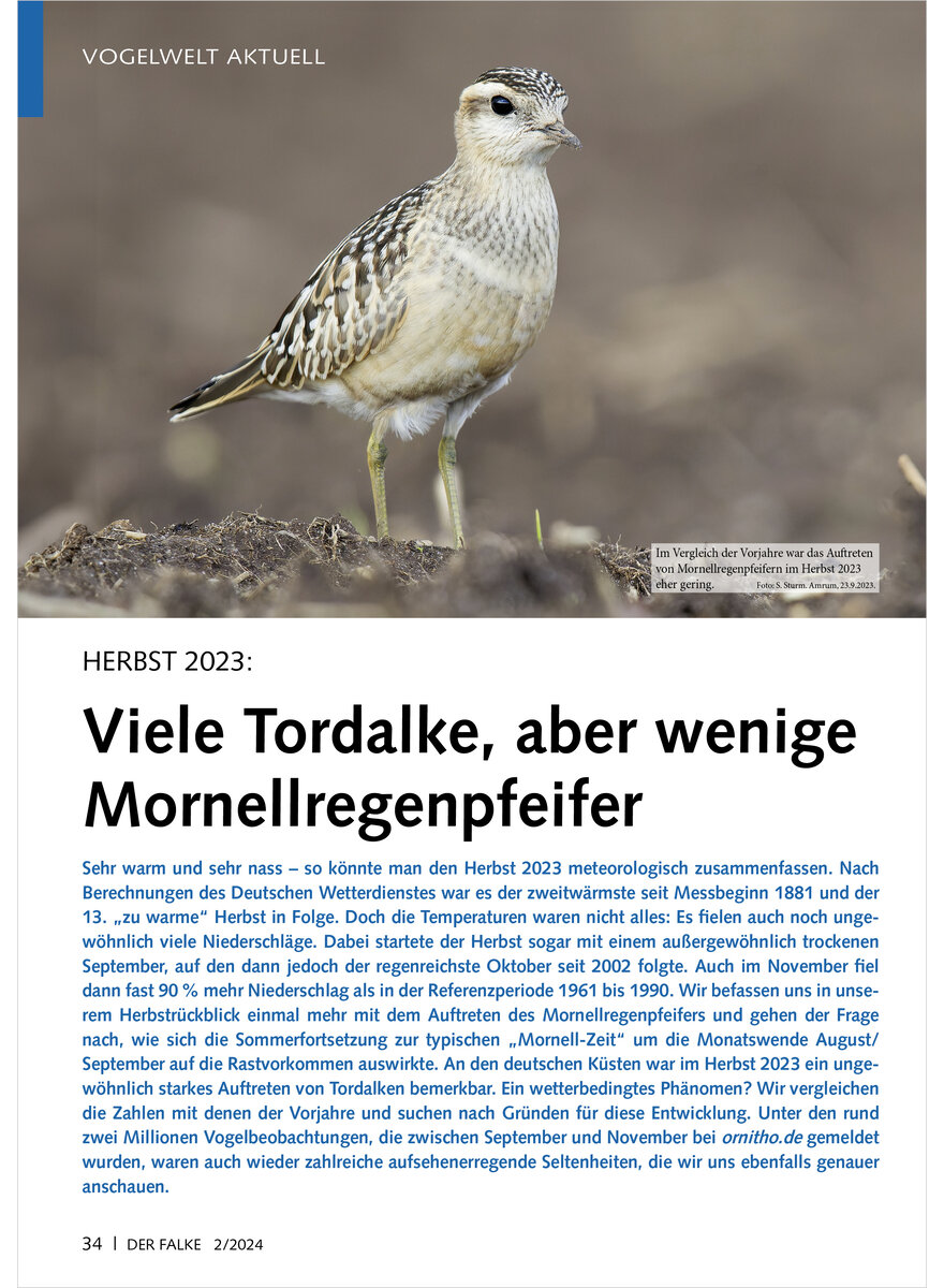 Auf diesem Bild sehen Sie das Produktbild 1 fr VOGELWELT AKTUELL HERBST 2023 VIELE TORDALKE, ABER WENIGE MORNELLREGENPFEIFER