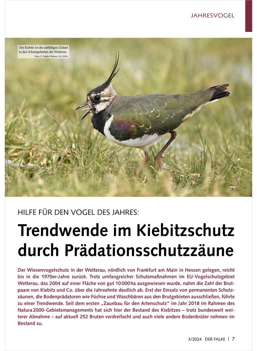 HILFE FR DEN VOGEL DES JAHRES TRENDWENDE IM KIEBITZSCHUTZ DURCH PRDATIONSSCHUTZZUNE