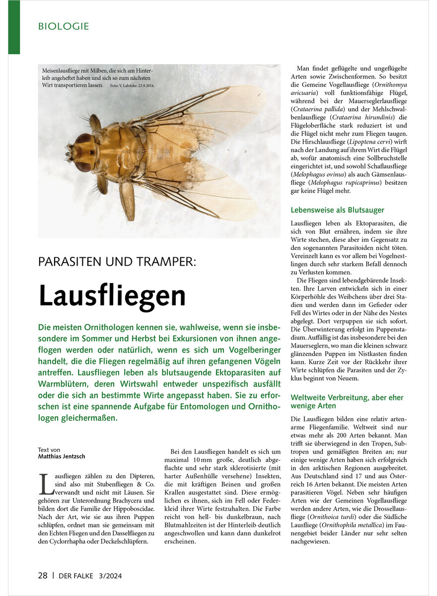 PARASITEN UND TRAMPER LAUS FLIEGEN