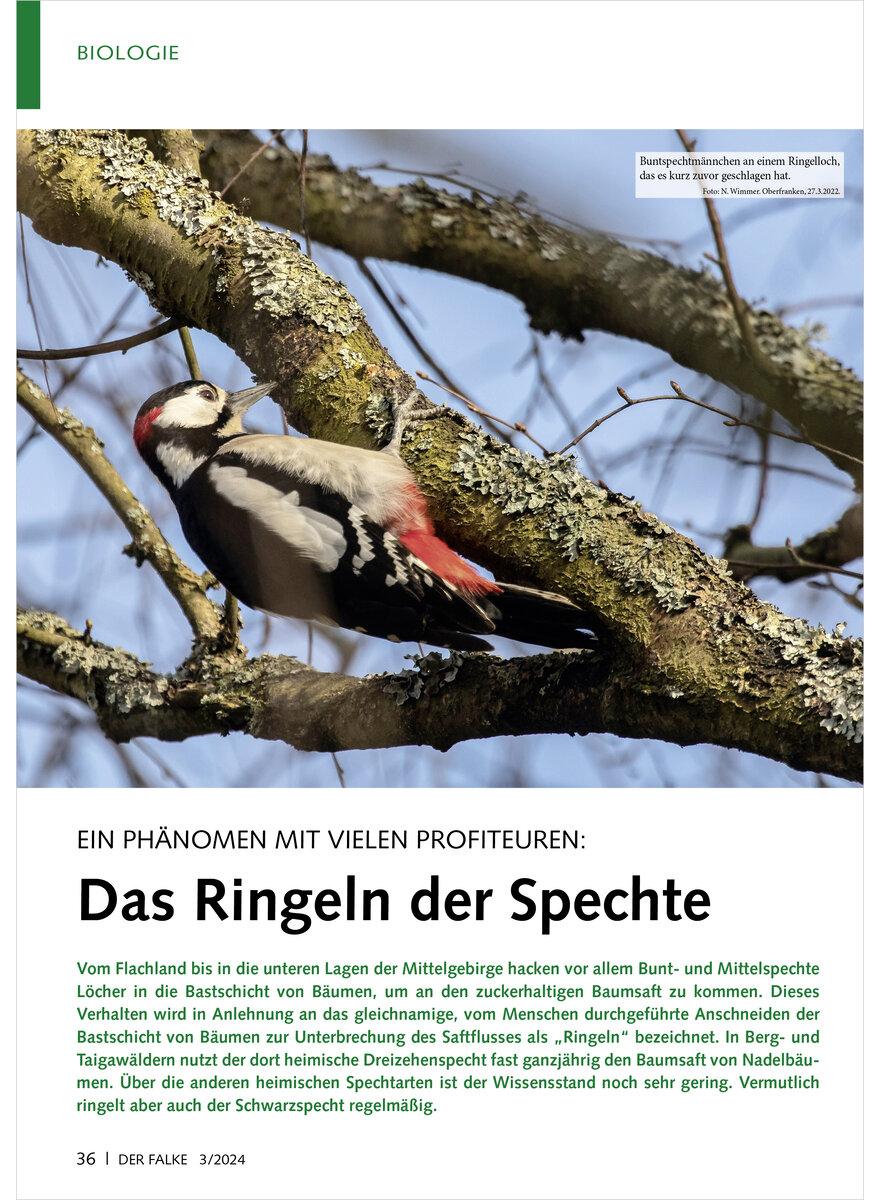 Auf diesem Bild sehen Sie das Produktbild 1 fr EIN PHNOMEN MIT VIELEN PROFI TEUREN DAS RINGELN DER SPECHTE