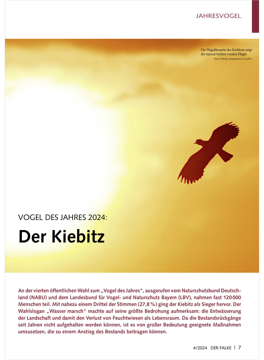 Auf diesem Bild sehen Sie das Produktbild 1 fr VOGEL DES JAHRES 2024 KIEBITZ