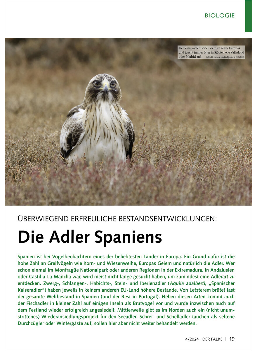 BERWIEGEND ERFREULICHE BESTAN DSENTWICKLUNGEN DIE ADLER SPAN IENS