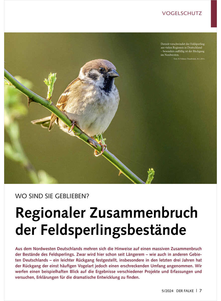 Auf diesem Bild sehen Sie das Produktbild 1 fr WO SIND SIE GEBLIEBEN REGIONAL ER ZUSAMMENBRUCH DER FELD SPERLINGSBESTNDE