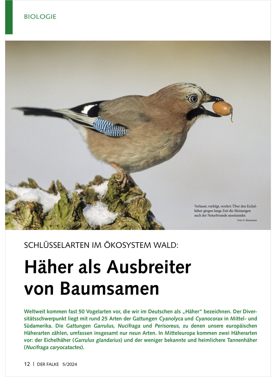 Auf diesem Bild sehen Sie das Produktbild 1 fr SCHLSSELARTEN IM KOSYSTEM WALD HHER ALS AUSBREITER VON BAUMSAMEN