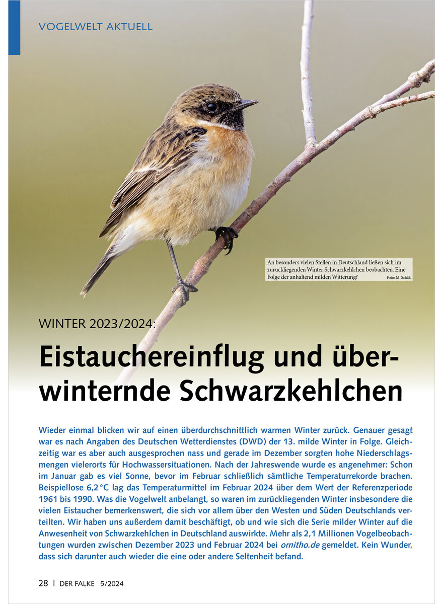 Auf diesem Bild sehen Sie das Produktbild 1 fr WINTER 2023/2024 EISTAUCHEREIN FLUG UND BERWINTERNDE SCHWARZ KEHLCHEN