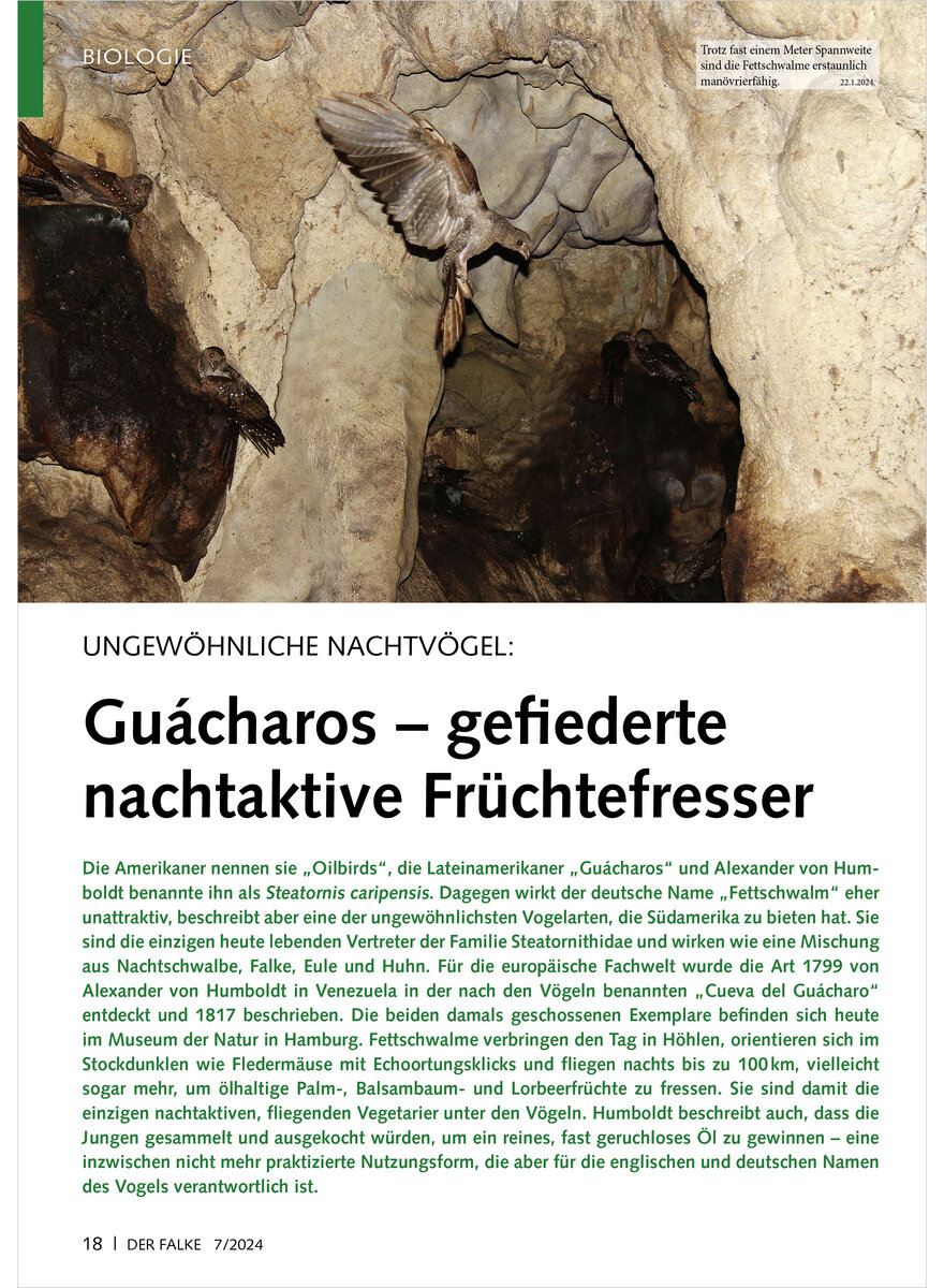 Auf diesem Bild sehen Sie das Produktbild 1 fr UNGEWHNLICHE NACHTVGEL GUACHAROS GEFIEDERTE NACHT AKTIVE FRCHTEFRESSER
