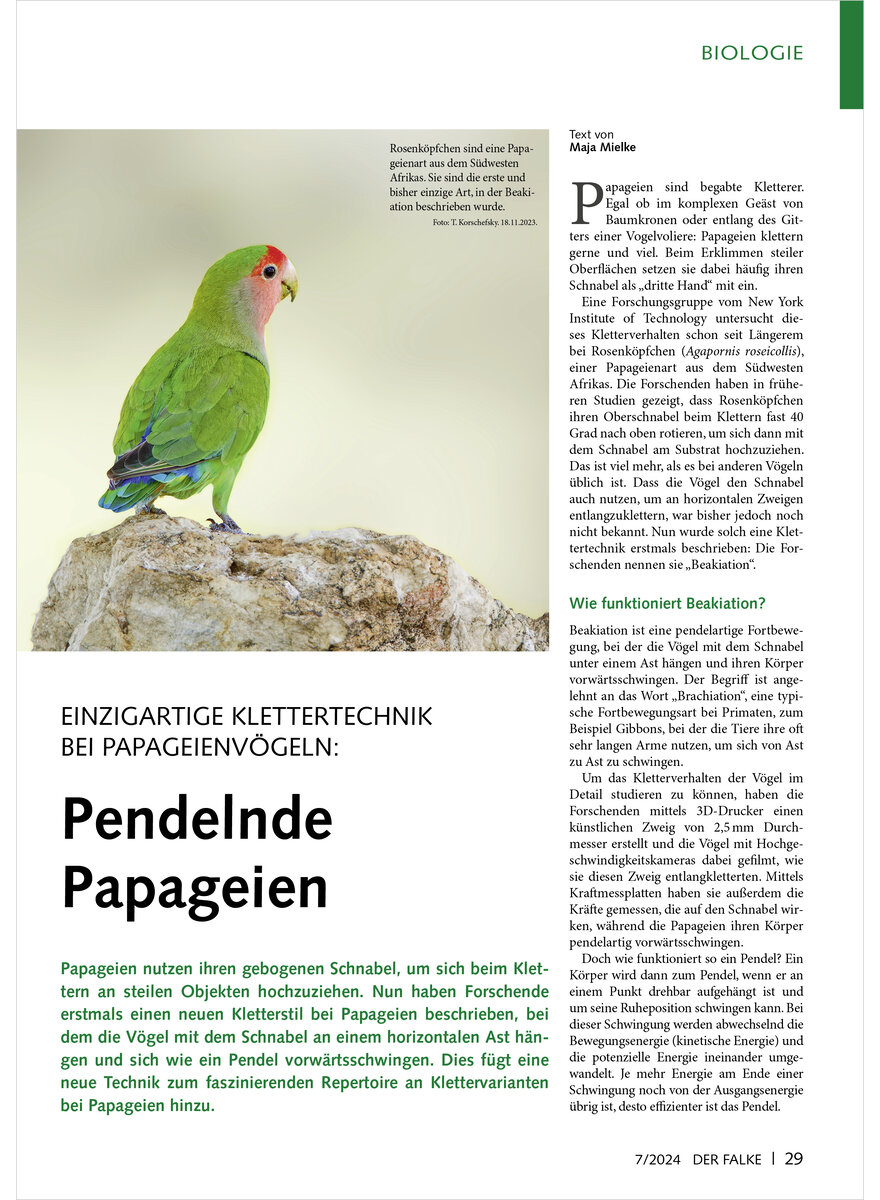 Auf diesem Bild sehen Sie das Produktbild 1 fr EINZIGARTIGE KLETTERTECHNIK BEI PAPAGEIENVGELN PENDELNDE PAPAGEIEN