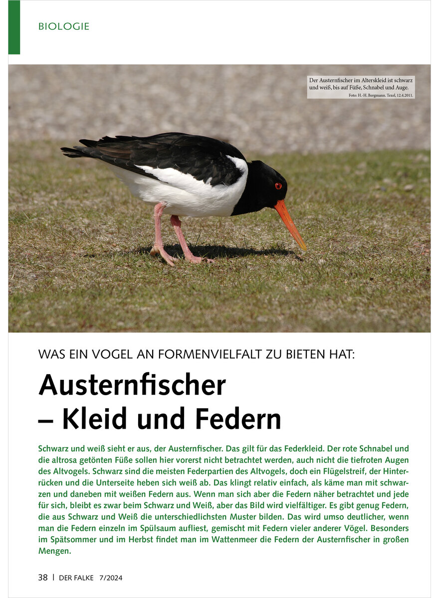 Auf diesem Bild sehen Sie das Produktbild 1 fr WAS EIN VOGEL AN FORMENVIELFAL T ZU BIETEN HAT AUSTERNFISCHER KLEID UND FEDERN