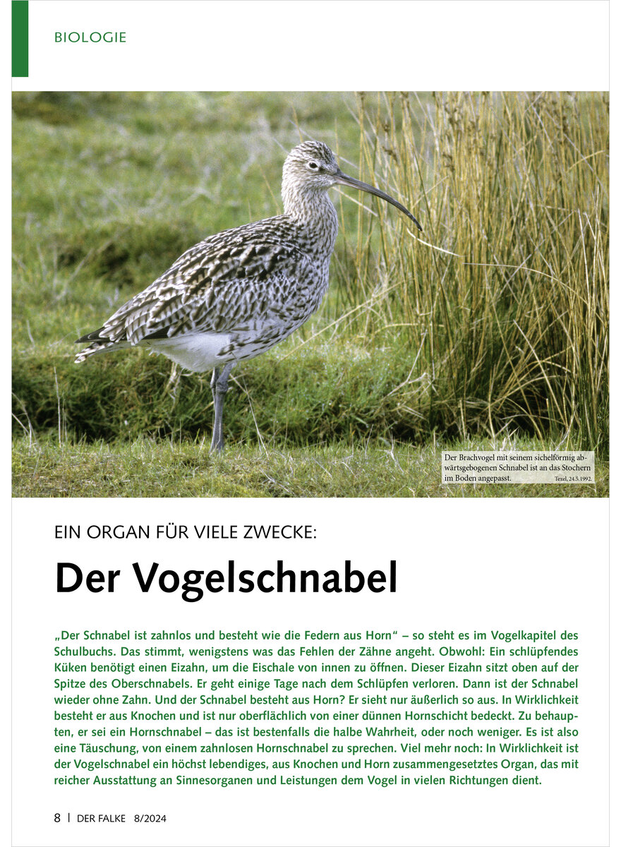 Auf diesem Bild sehen Sie das Produktbild 1 fr EIN ORGAN FR VIELE ZWECKE DER VOGELSCHNABEL