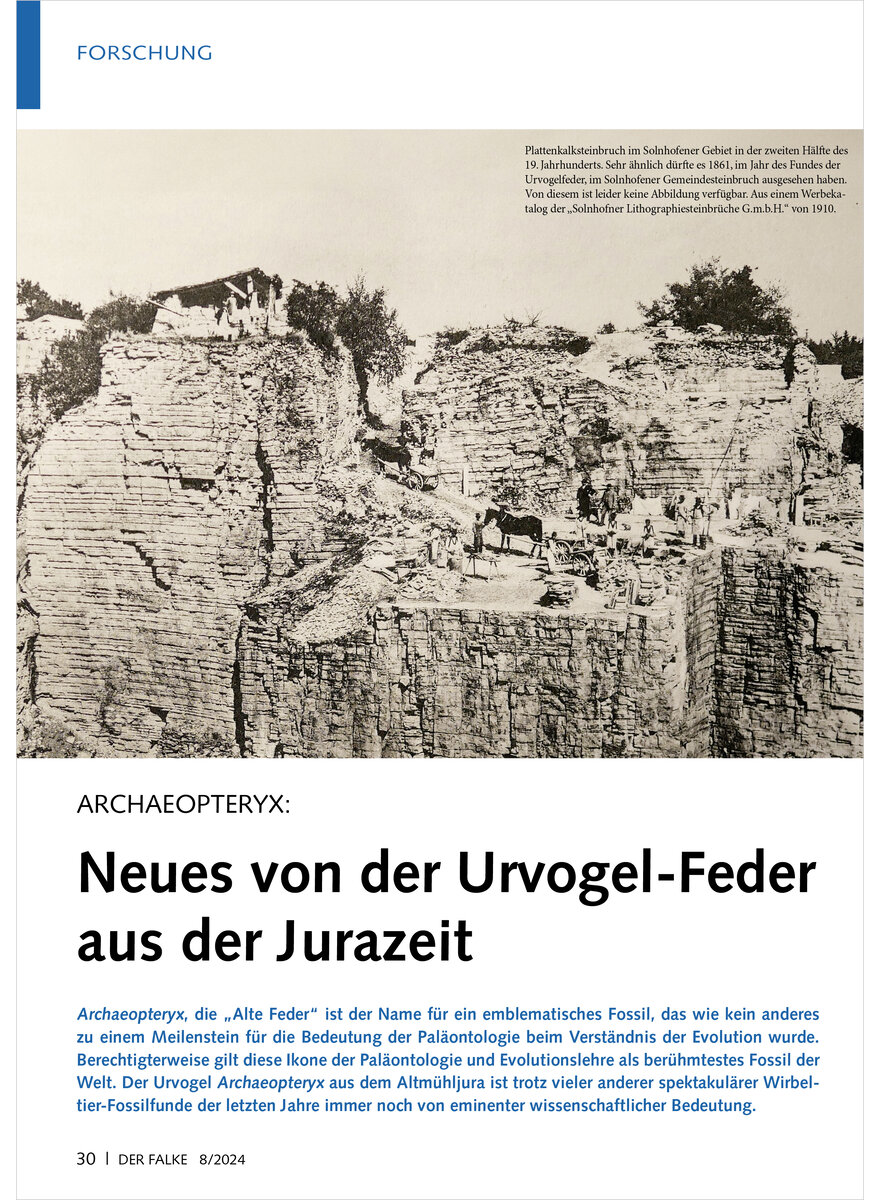 ARCHAEOPTERYX NEUES VON DER URVOGEL-FEDER AUS DER JURAZEIT