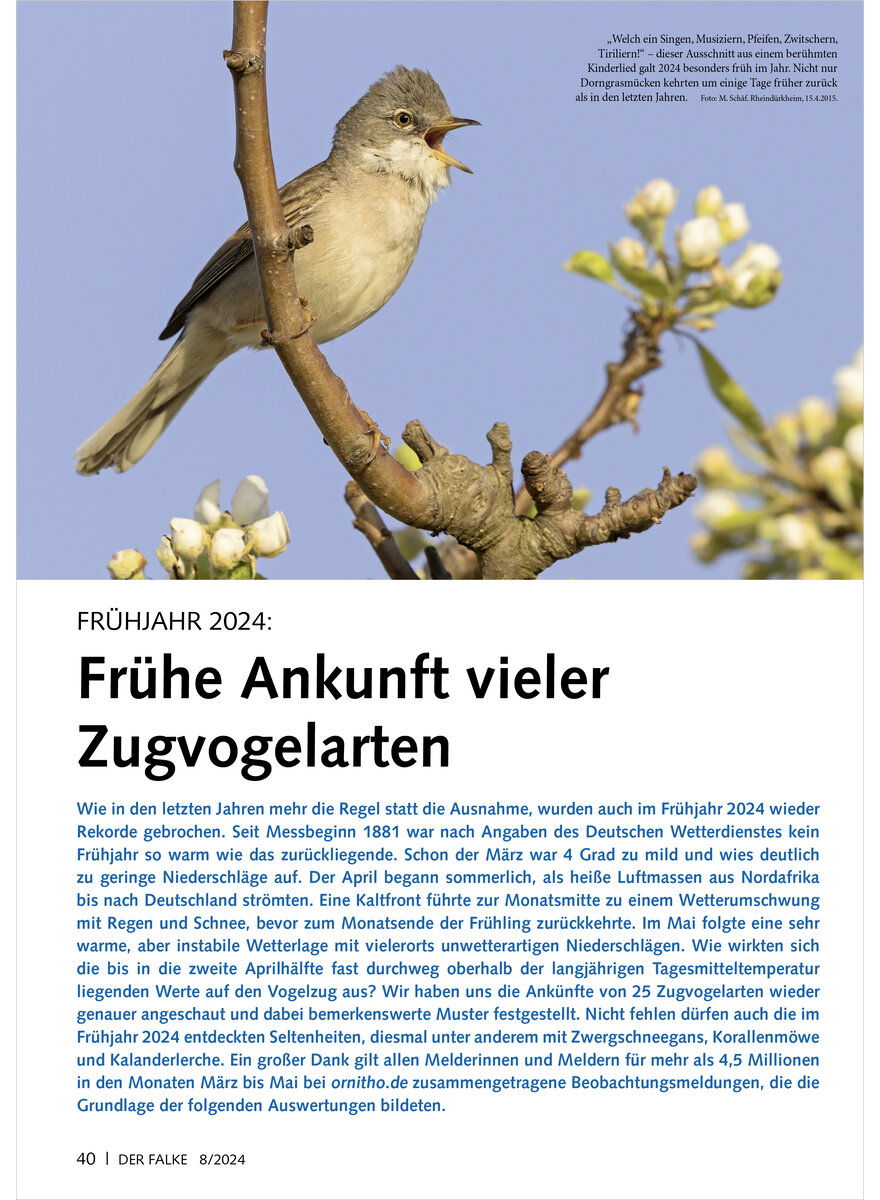 FRHJAHR 2024 FRHE ANKUNFT VIELER ZUGVOGELARTEN
