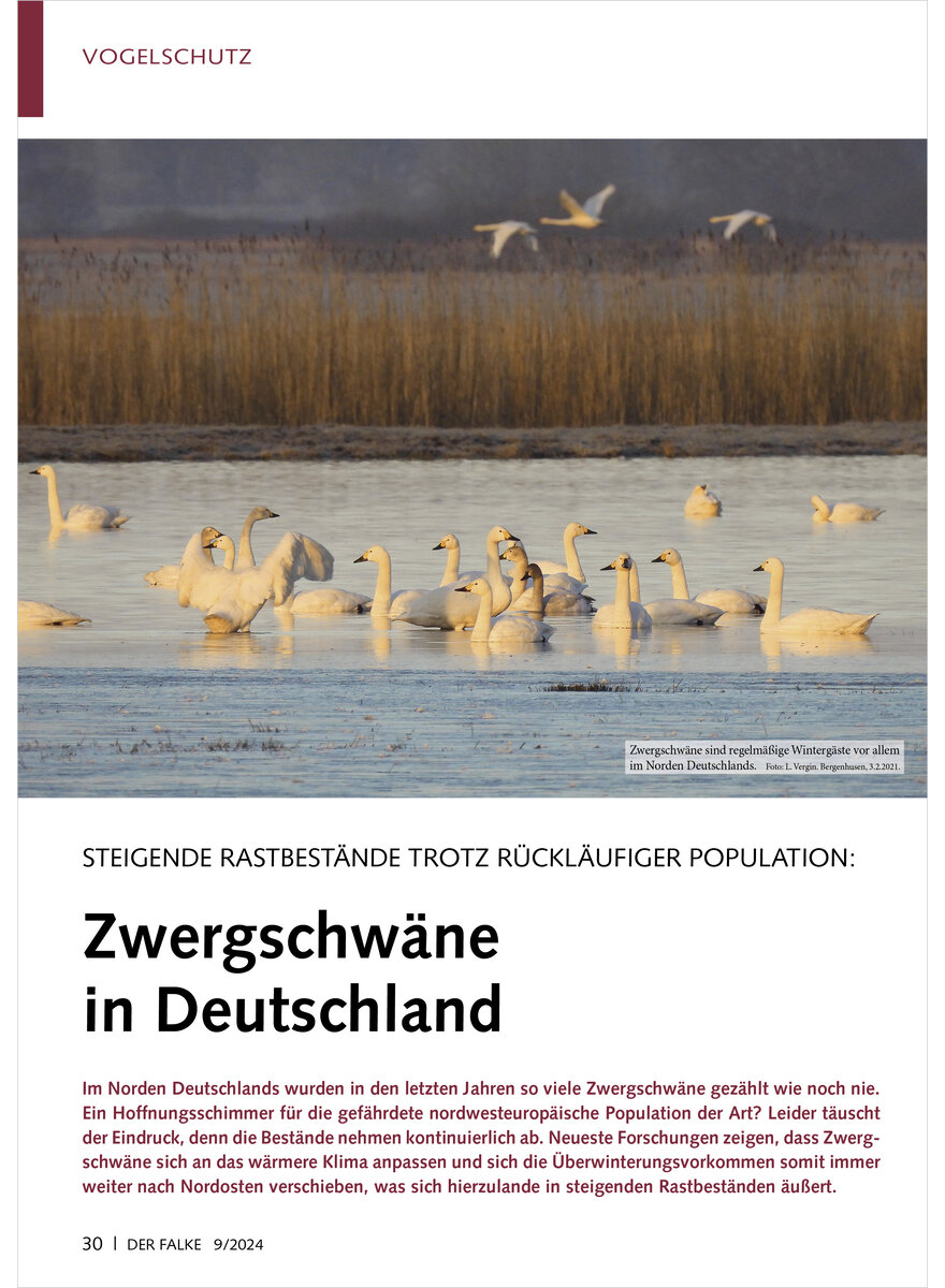 STEIGENDE RASTBESTNDE TROTZ RCKLUFIGER POPULATION ZWERG SCHWNE IN DEUTSCHLAND