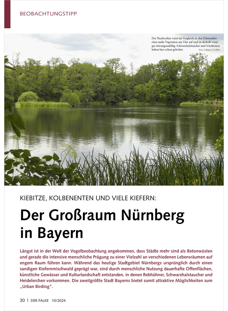 KIEBITZE, KOLBENENTEN UND VIELE KIEFERN DER GROSSRAUM NRNBERG IN BAYERN