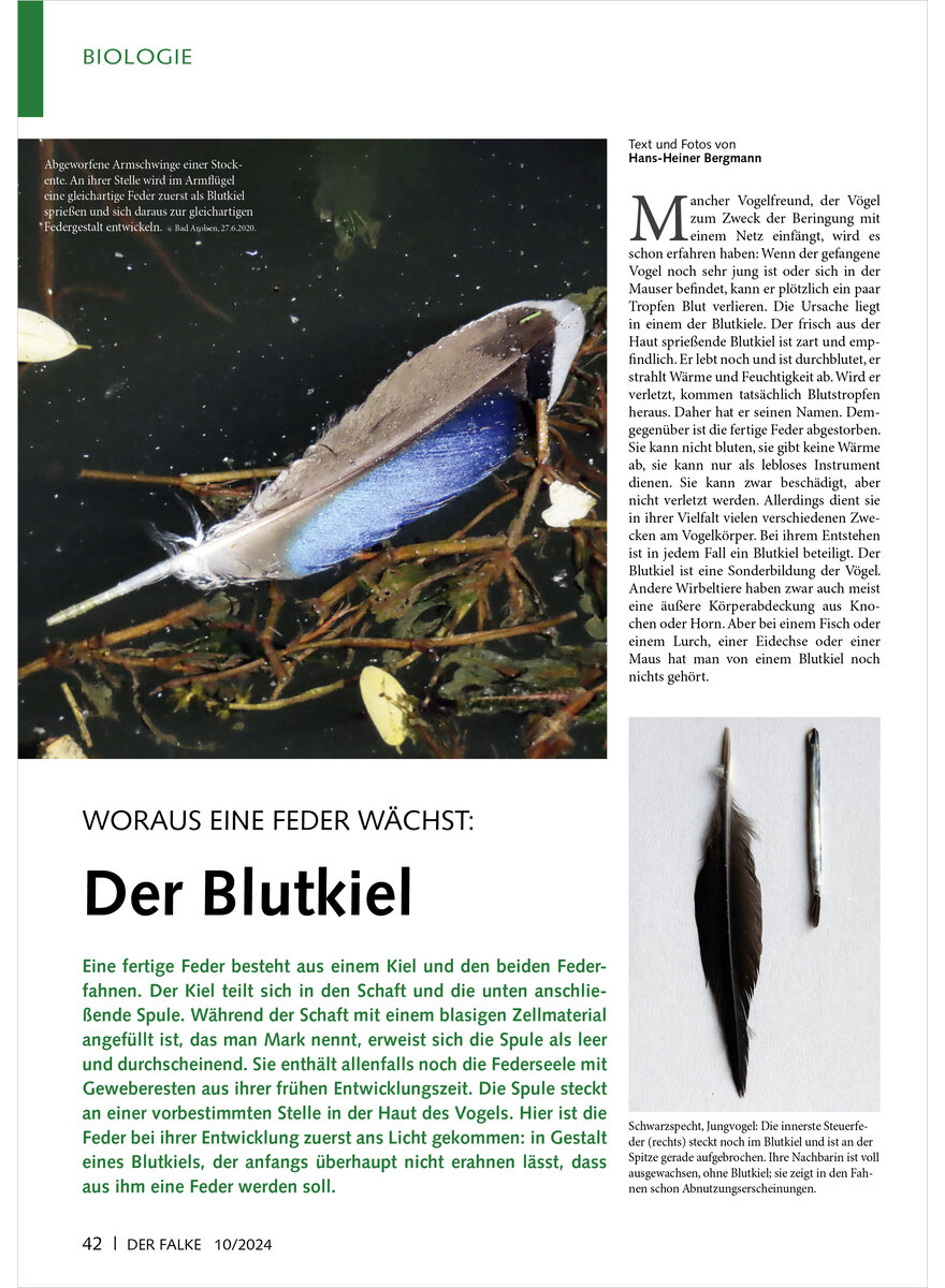 WORAUS EINE FEDER WCHST DER BLUTKIEL