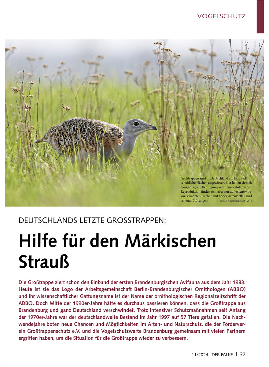 DEUTSCHLANDS LETZTE GROSSTRAPP EN HILFE FR DEN MRKISCHEN STRAUSS
