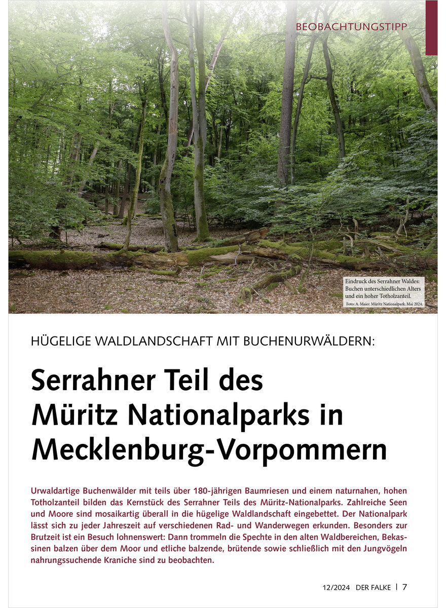 Auf diesem Bild sehen Sie das Produktbild 1 fr HGELIGE WALDLANDSCHAFT MIT BUCHENURWLDERN SERRAHNER TEIL DER MRITZ NATIONALPARKS